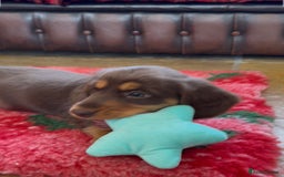 Dachshund dogs for sale: KC Long Haired Miniature Dachshund Puppies - Image 20