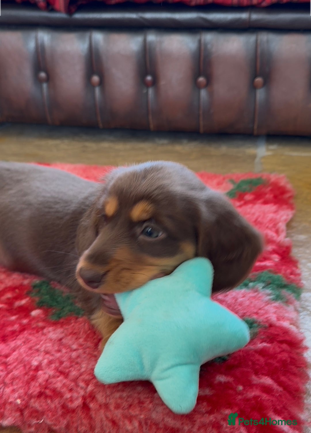 Dachshund dogs for sale: KC Long Haired Miniature Dachshund Puppies - Image 20