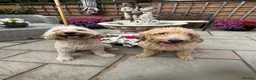 Mixed Breed dogs for sale: Stunning labradoodle puppies in Kettering - Advert 4