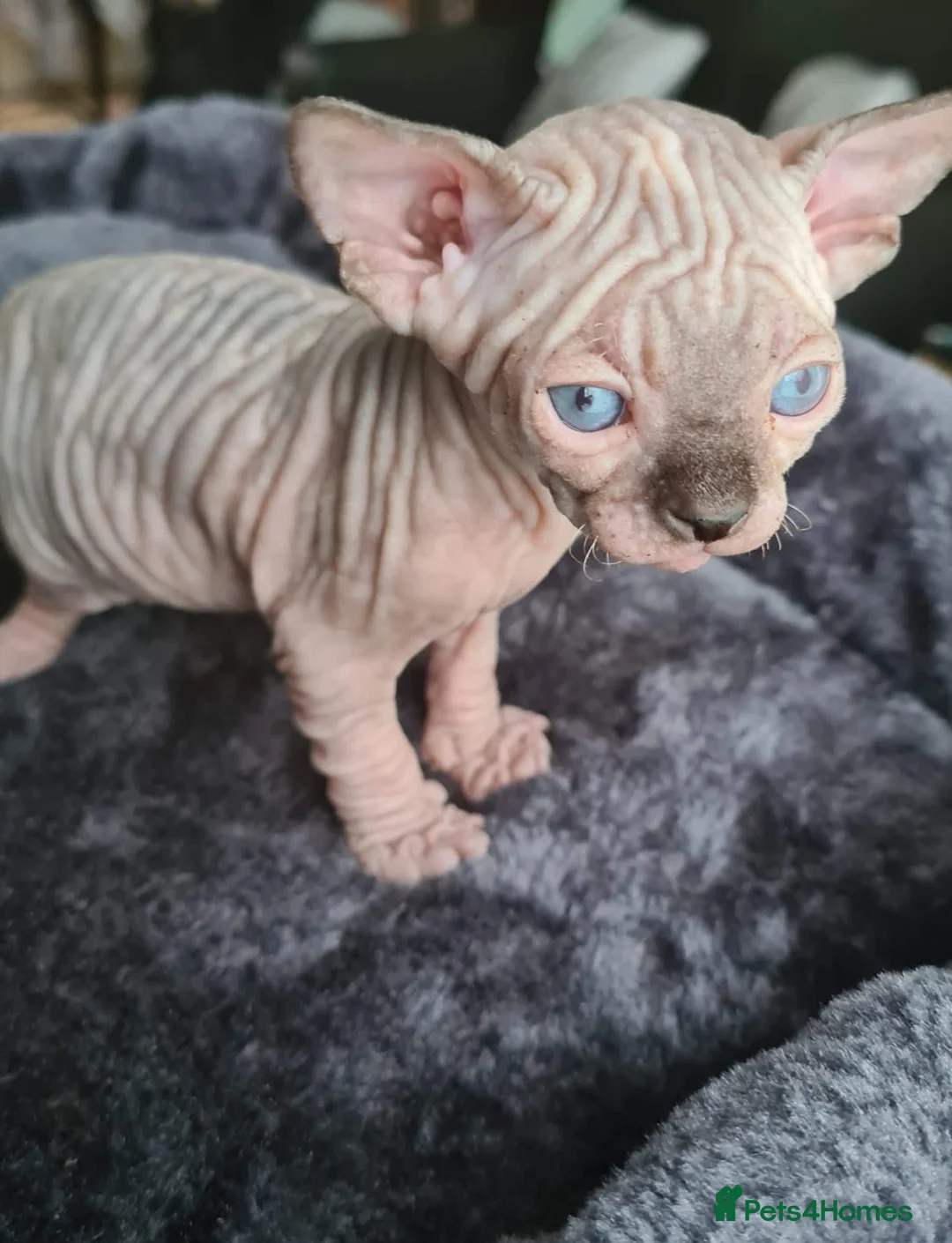 Sphynx cats for sale: Sphynx kittens - Advert 1