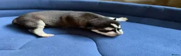 Siberian Husky dogs for sale: Puppies Siberian Husky in London - Advert 7