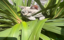 Bengal cats for sale: Sibling Bengals  - Image 4
