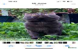 British Shorthair cats for sale: Pedigree kittens lilac boy blue girl  - Image 12