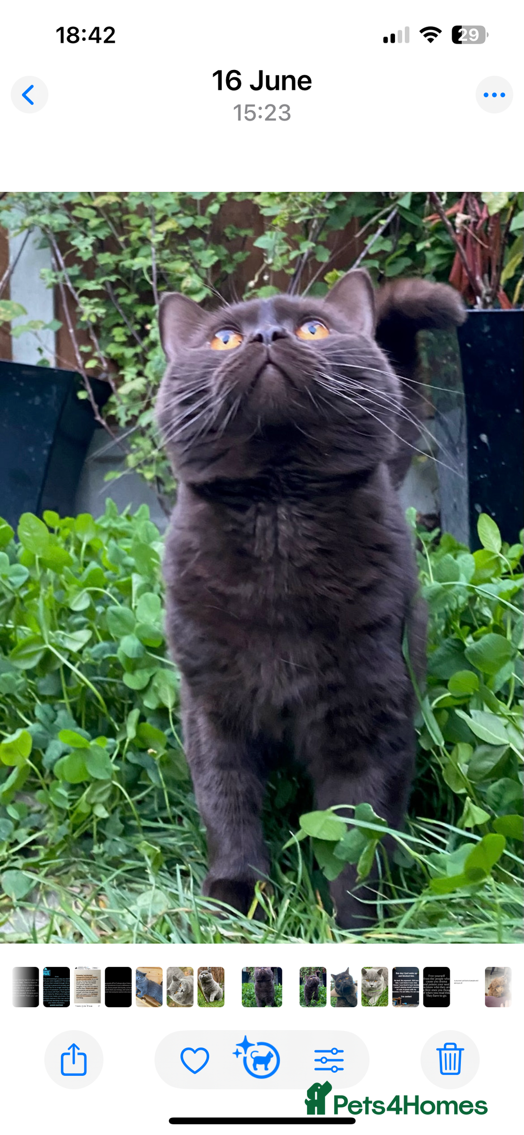 British Shorthair cats for sale: Pedigree kittens lilac boy blue girl  - Image 12