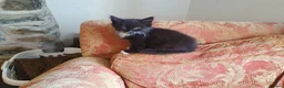 Mixed Breed cats for sale: Beautiful female kitten  - Advert 13