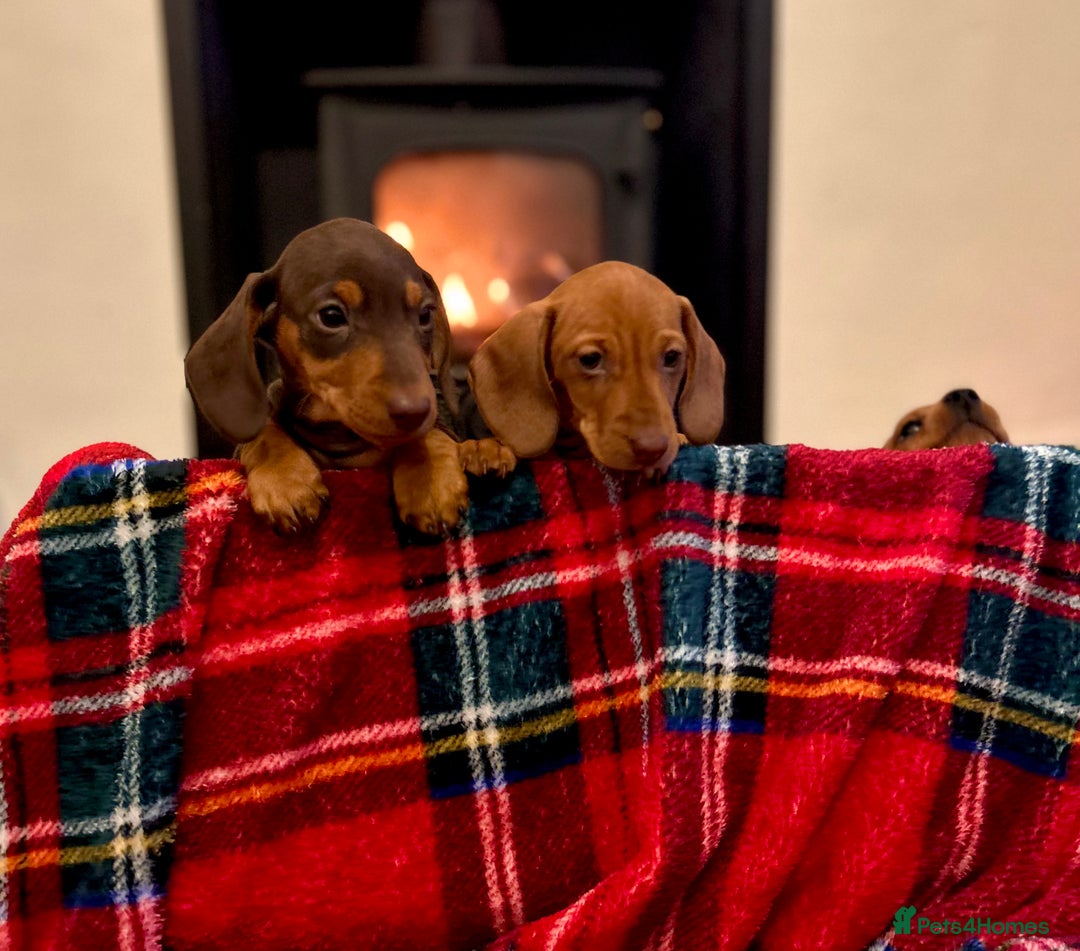 Miniature Dachshund dogs for sale: KC reg miniature smooth haired dachshunds  - Image 13