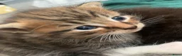 Mixed Breed cats for sale: Garfield  - Advert 2