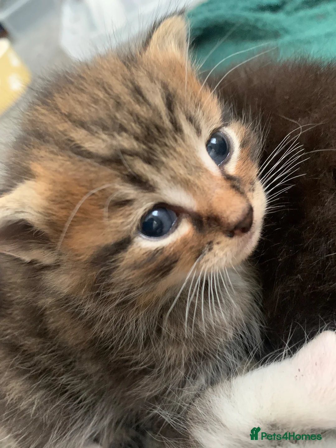 Mixed Breed cats for sale: Garfield  - Advert 2