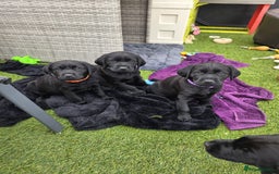 Labrador Retriever dogs for sale: Chunky male  black Labrador puppy  - Image 5