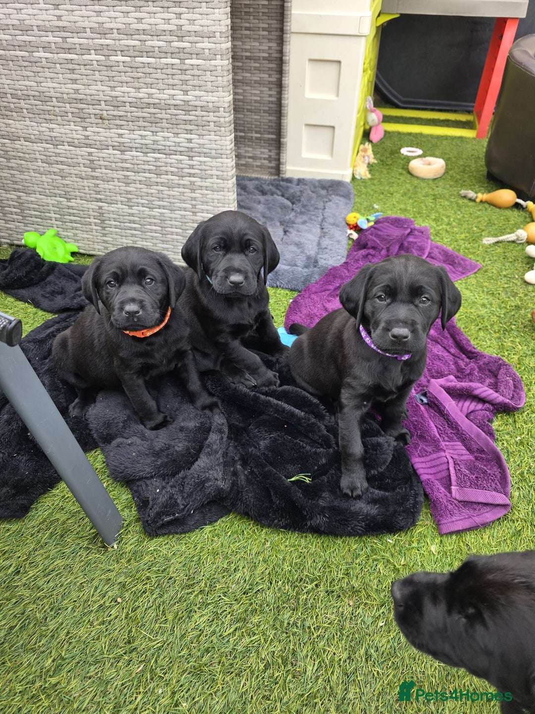 Labrador Retriever dogs for sale: Chunky male  black Labrador puppy  - Image 5
