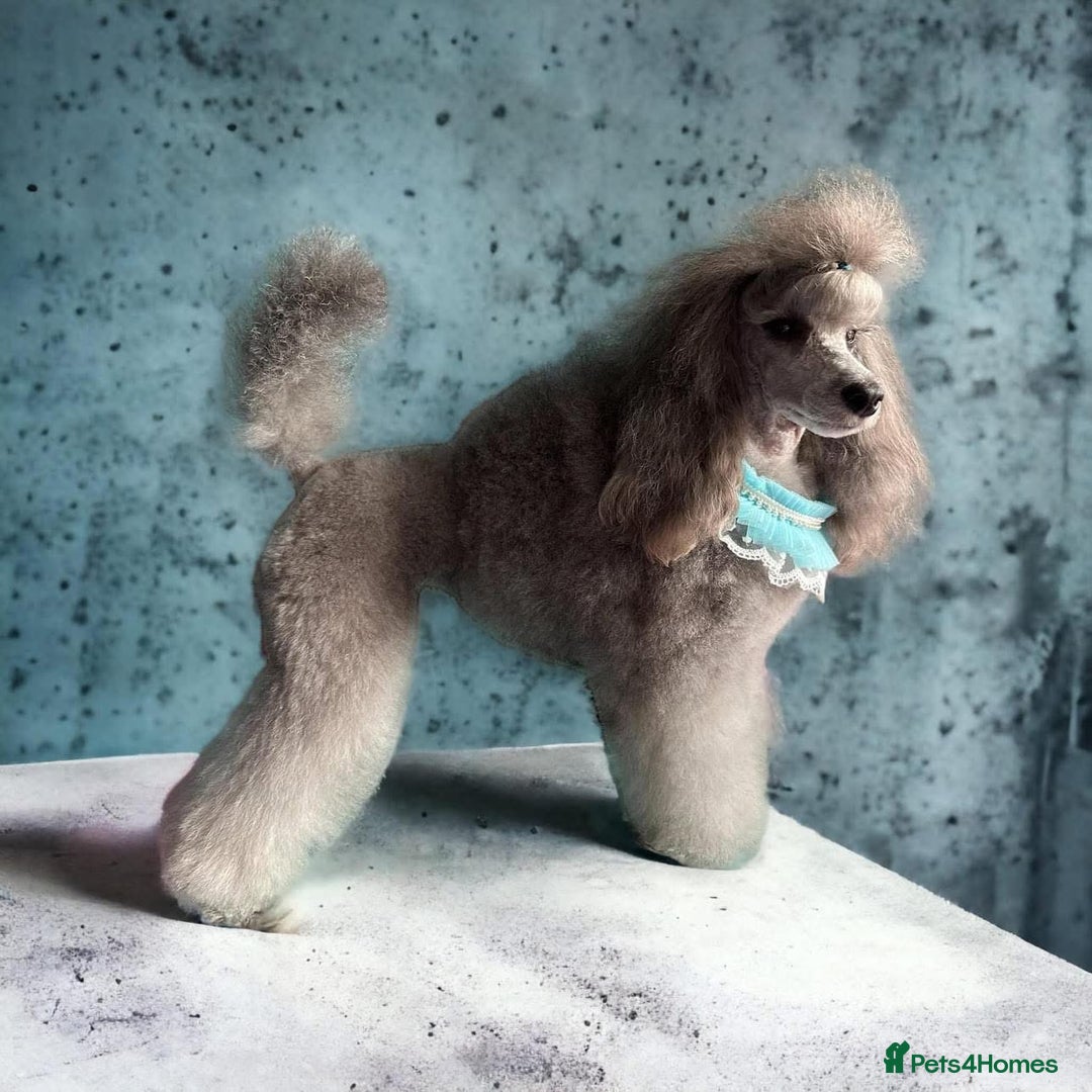 Miniature Poodle dogs for sale: OUTSTANDING SILVER MINI POODLES BEST IN 🇬🇧  - Advert 20