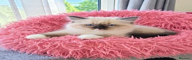 Ragdoll 5