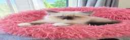Ragdoll cats for sale: Bicolour ragdoll kittens  - Advert 10