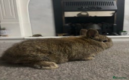 Netherland Dwarf rabbits for sale: netherland dwarf x minilop 5 black / brown rabbits - Image 8