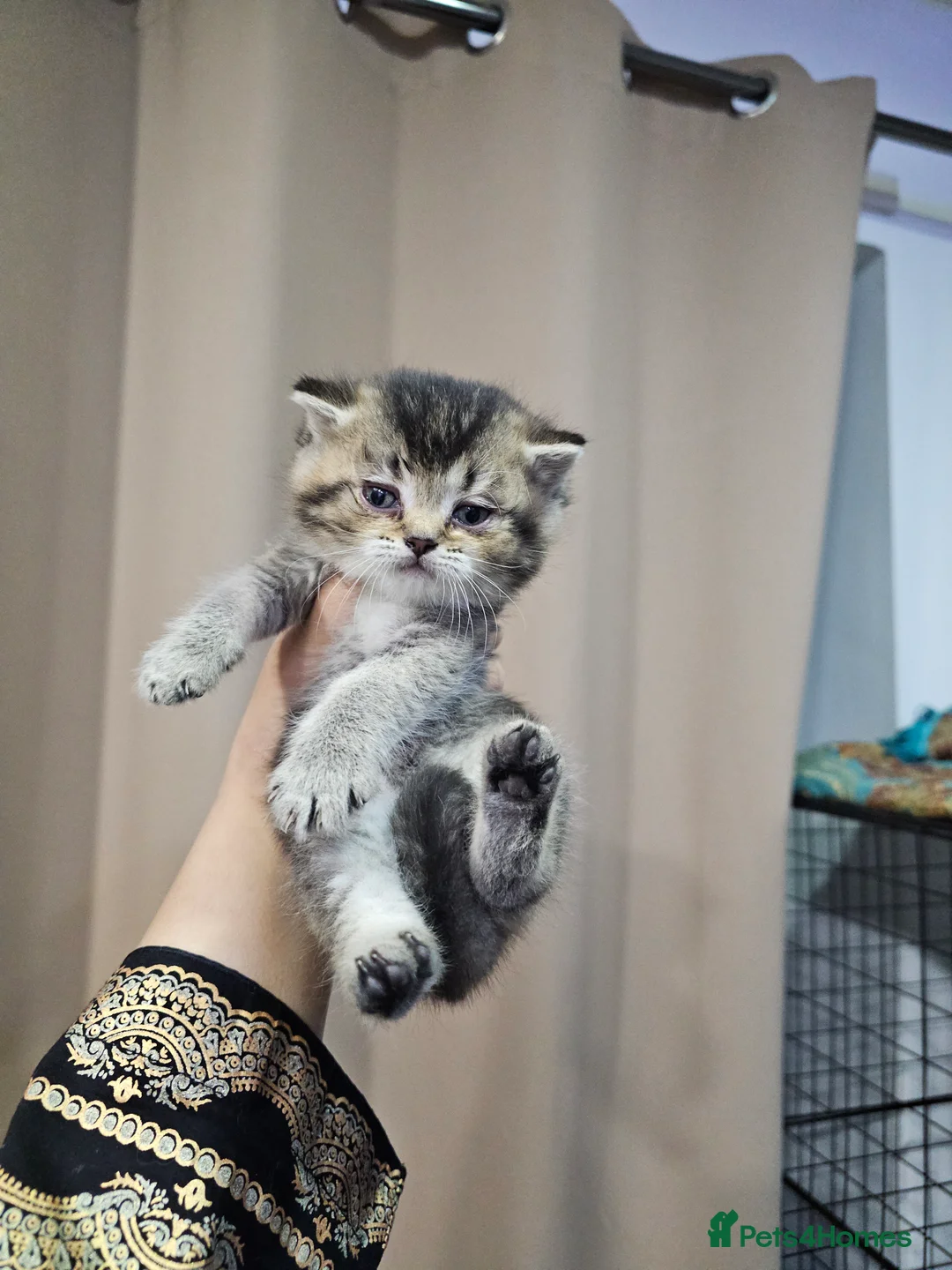 British Shorthair cats for sale: British short hair kittens  - Advert 8