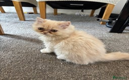 Persian cats for sale: 2 Persian kittens  - Image 7