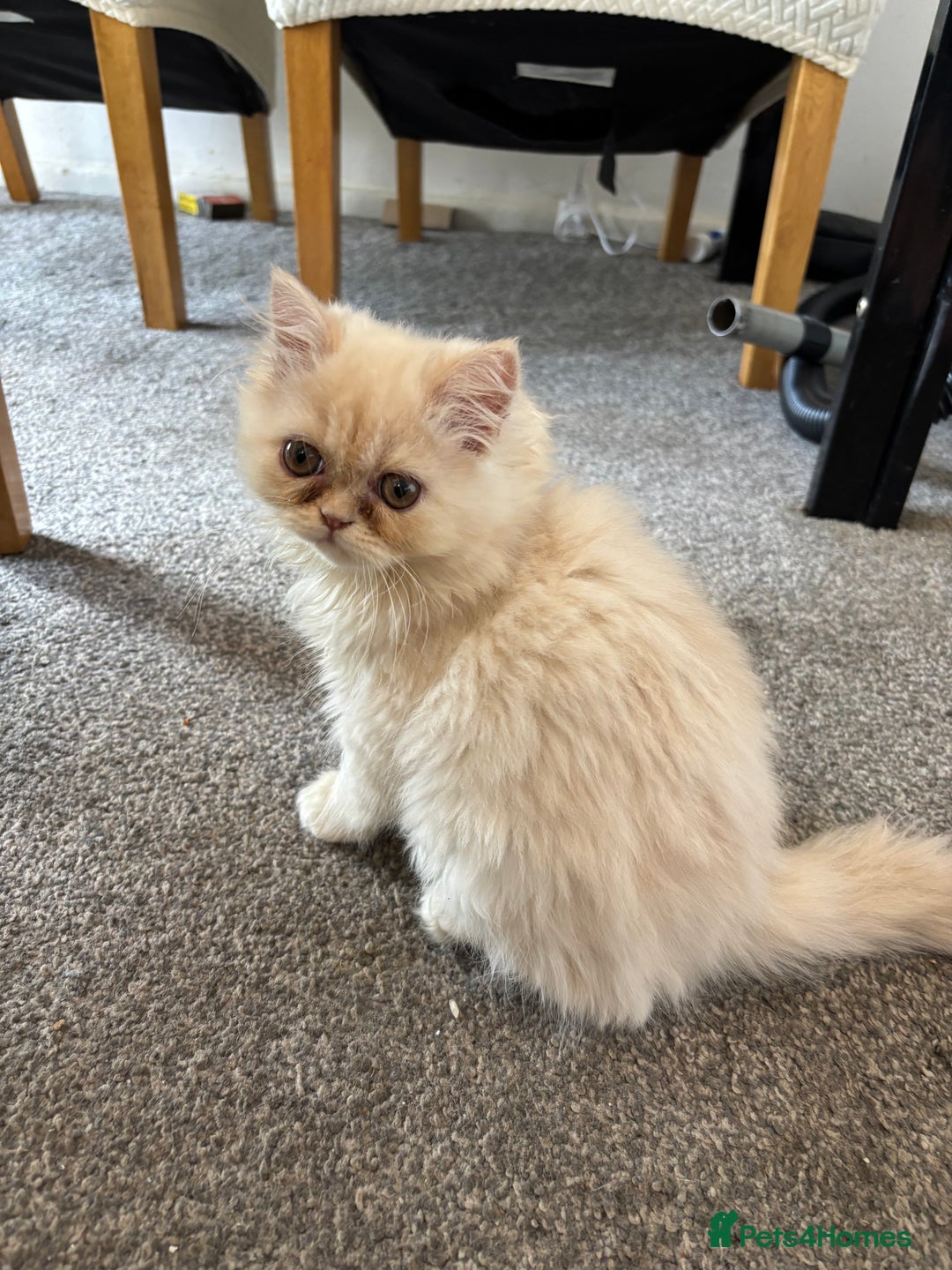 Persian cats for sale: 2 Persian kittens  - Image 7