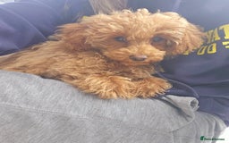 Toy Poodle dogs for sale: Toy Poodle Pups - Ready Now  - Image 6