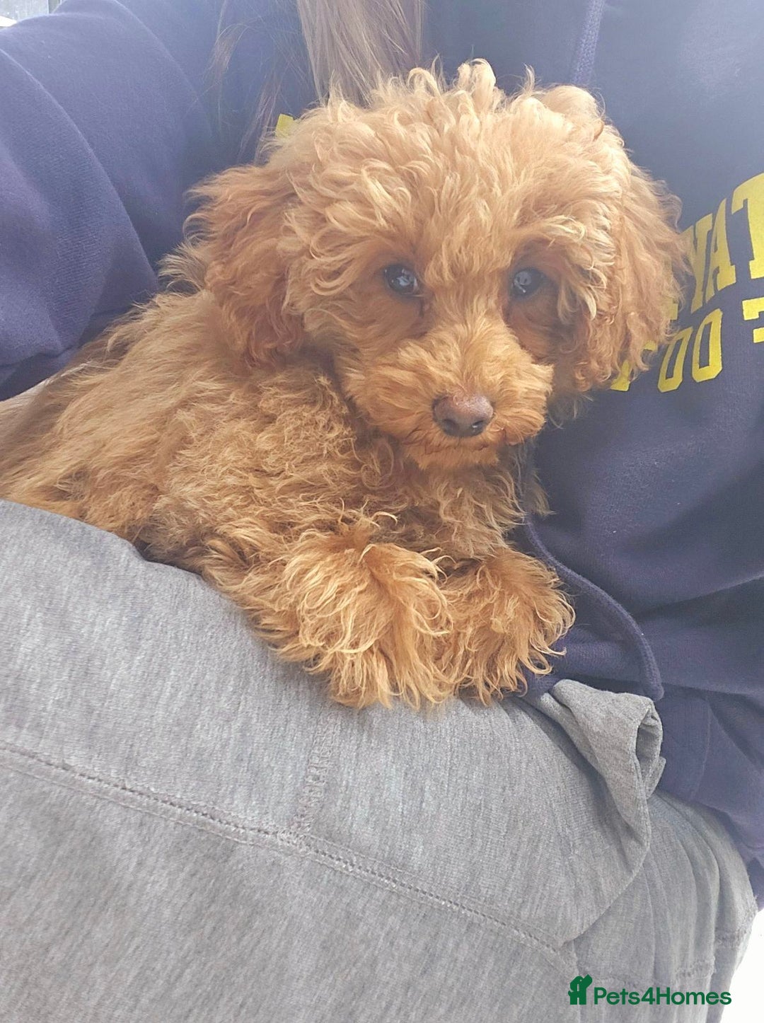Toy Poodle dogs for sale: Toy Poodle Pups - Ready Now  - Image 6