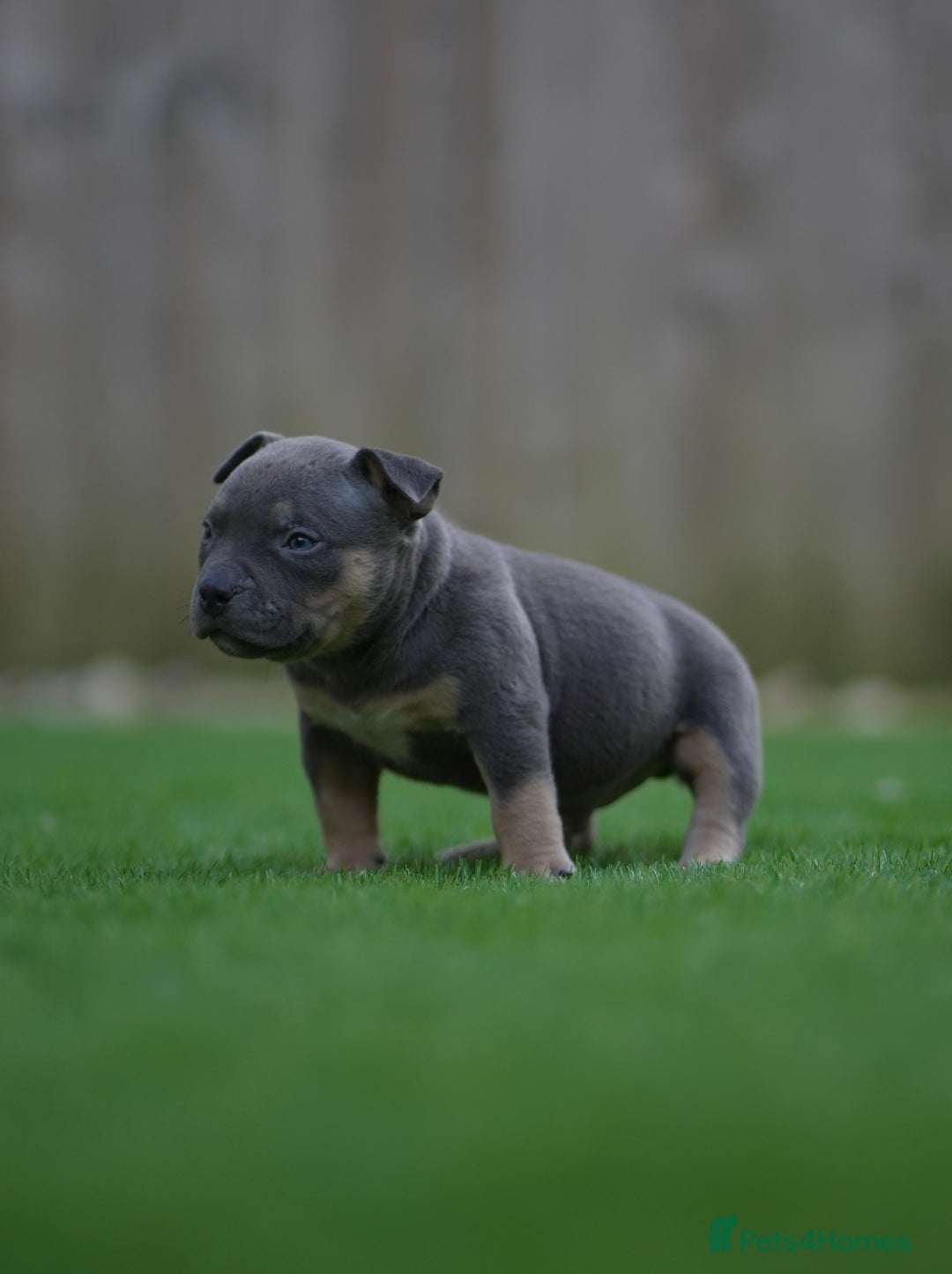 American Bully dogs for sale: Pocket Bully Puppies - Advert 8