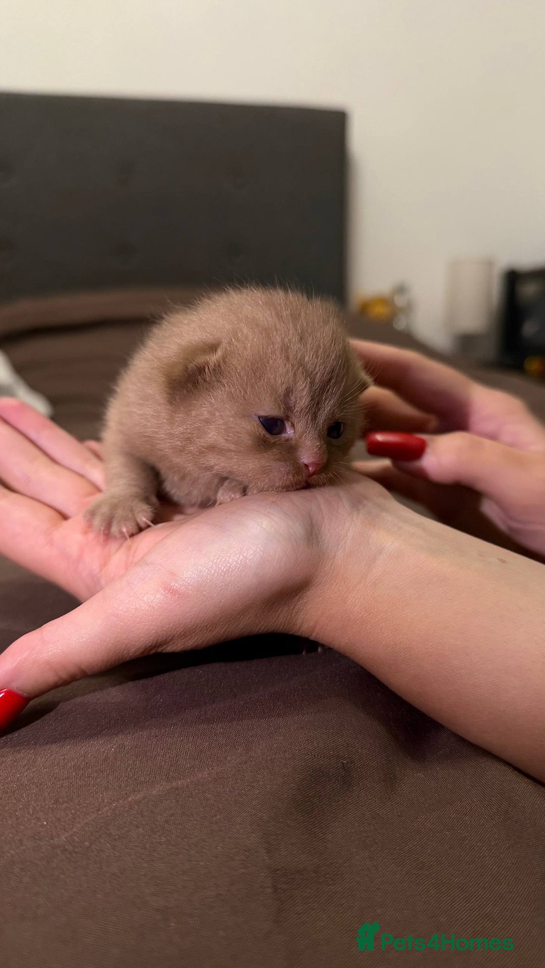 British Shorthair cats for sale: Luxury British Shorthair Kittens | Cinnamon & Fawn - Advert 21