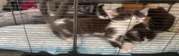 Mixed Breed cats for sale: Kittens for forever homes in Liverpool - Advert 3