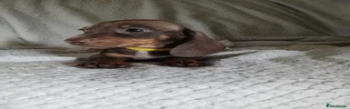 Dachshund 6