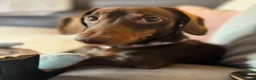 Miniature Dachshund dogs for stud: Miniature dachshund for stud - Advert 1