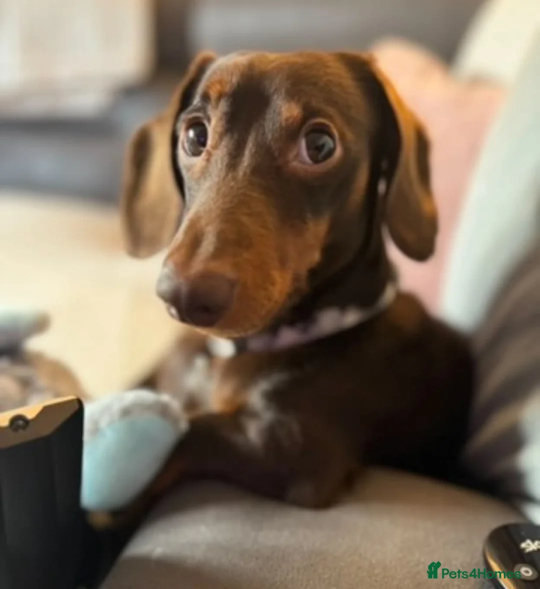 Miniature Dachshund dogs for stud: Miniature dachshund for stud - Advert 1