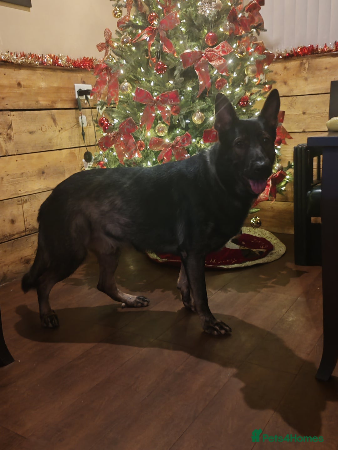 German Shepherd dogs for stud: KENSESQUI SIMBA (Simba) - Advert 22