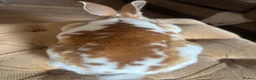 Rex rabbits for sale: 3 Baby mini Rex bunnies for sale 2 boys 1 girl  - Advert 4
