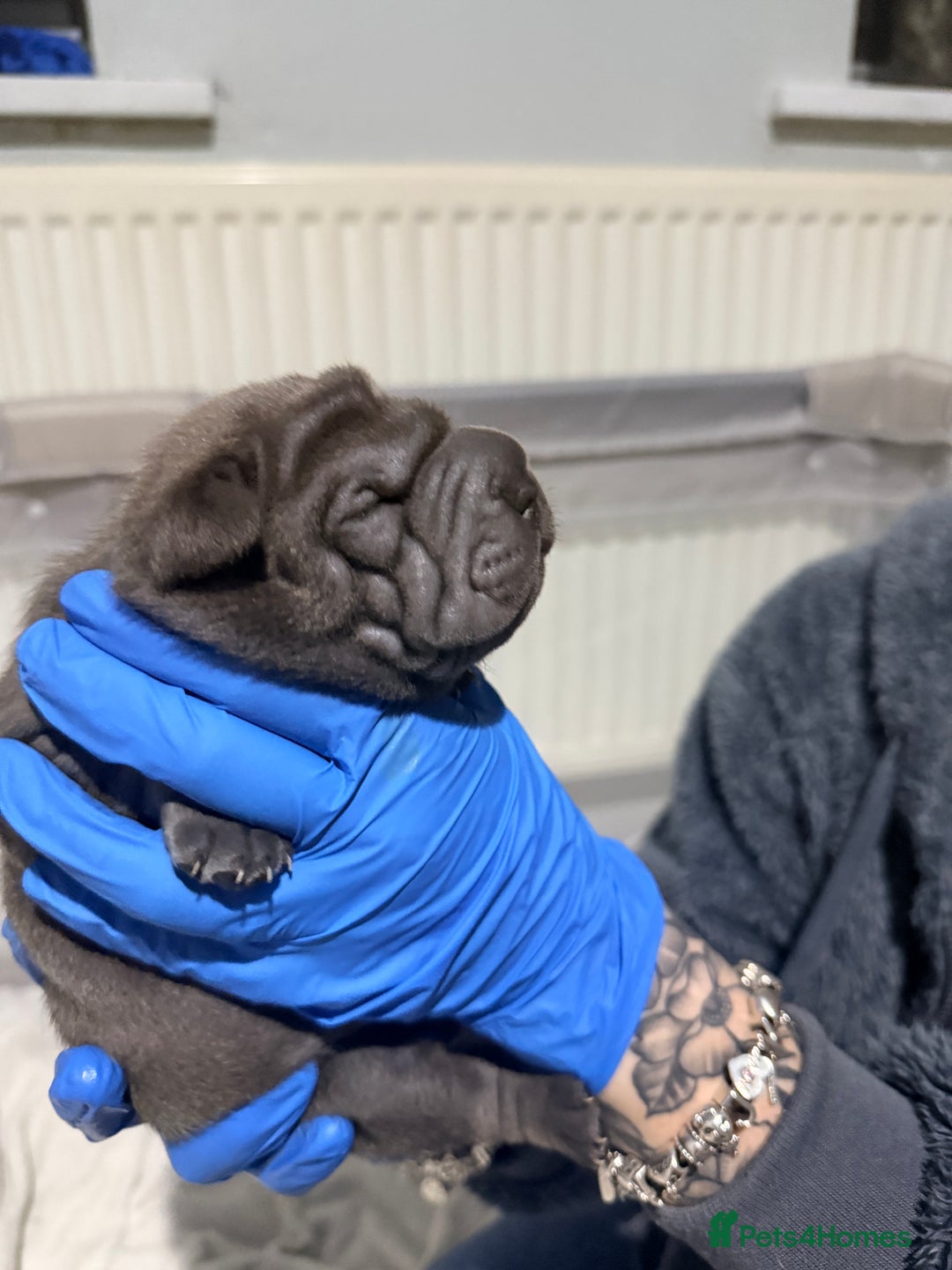Mixed Breed dogs for sale: Beautiful cocker-Pei puppies - Advert 9