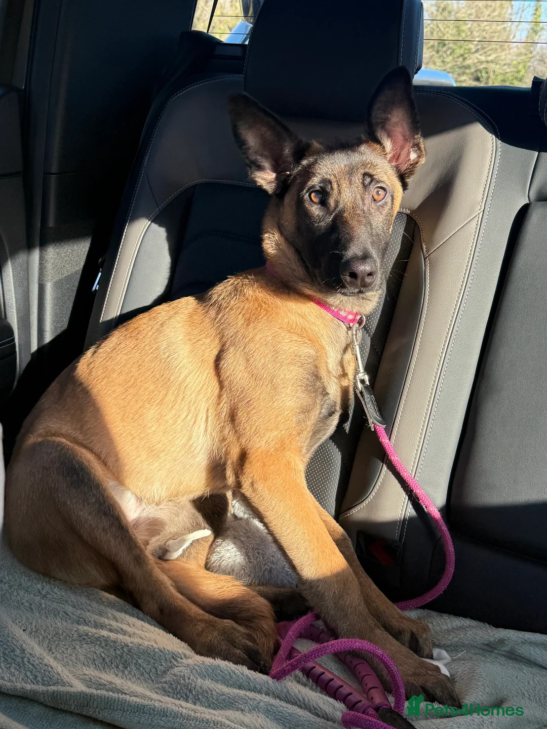 Belgian Shepherd Dog dogs for sale: Female Belgian Shepherd - 6 Months Old  - Advert 4