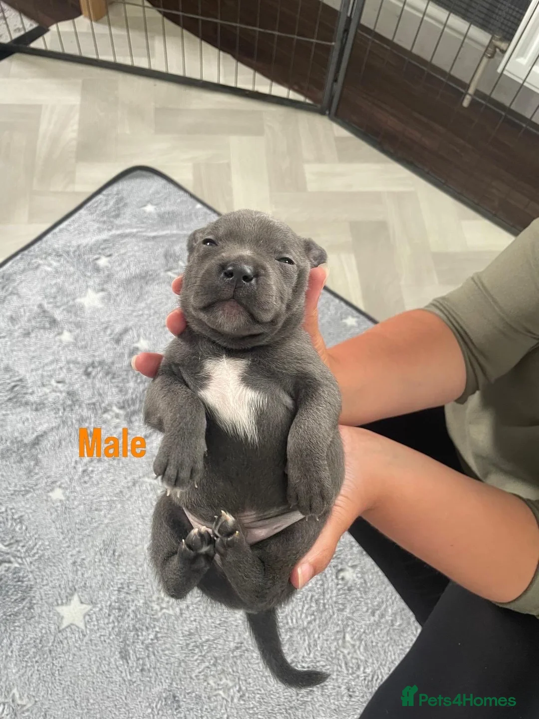 Staffordshire Bull Terrier dogs for sale: Blue Staffordshire Bullterrier - Advert 5