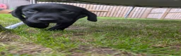 Labrador Retriever dogs for sale: Black Labradors  in Aberdeen - Advert 4
