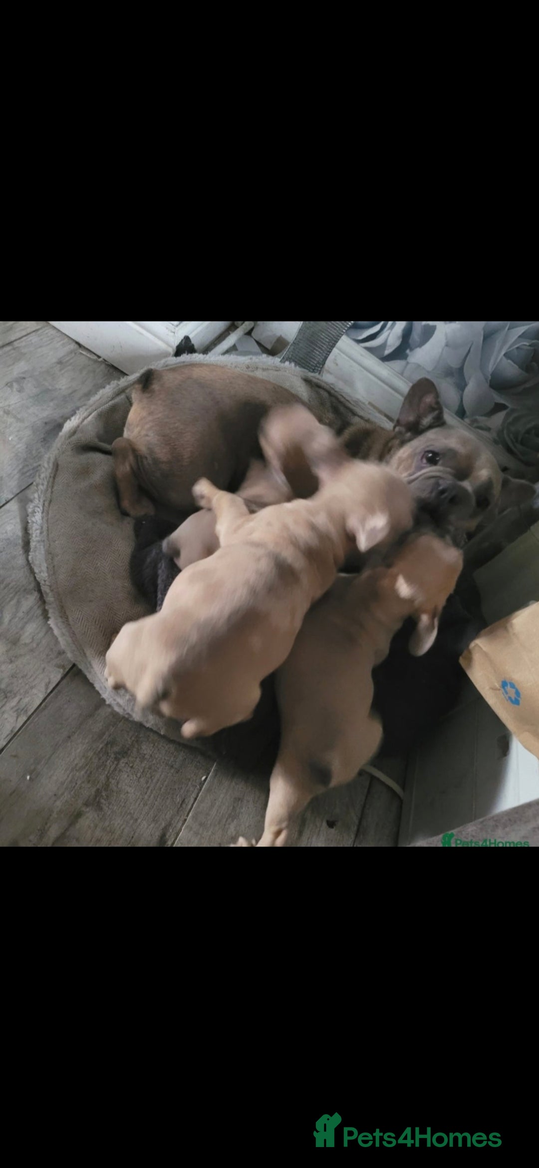 French Bulldog dogs for sale: French Bulldog male  - Image 4