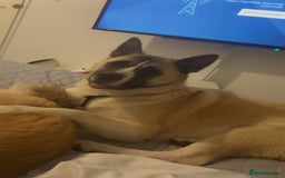 Akita dogs for sale: 2 American Akitas  - Image 2