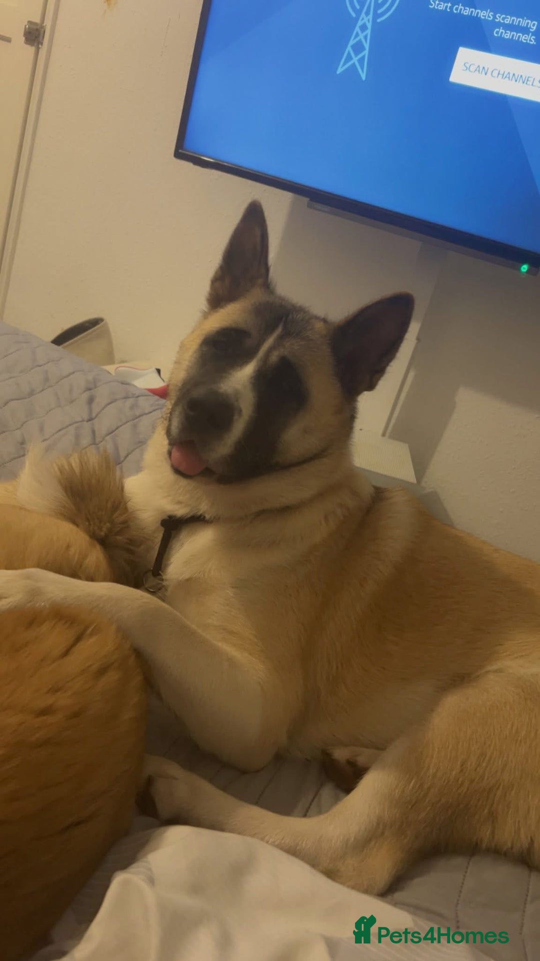 Akita dogs for sale: 2 American Akitas  - Image 2