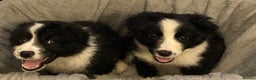 Border Collie dogs for sale: Border collie puppies  - Advert 4