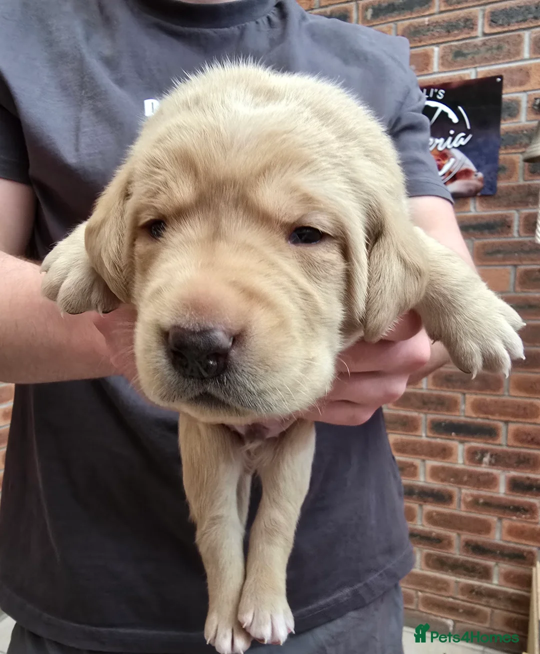 Labrador Retriever dogs for sale: 8 labrador pups bred for health and temperament! - Advert 13