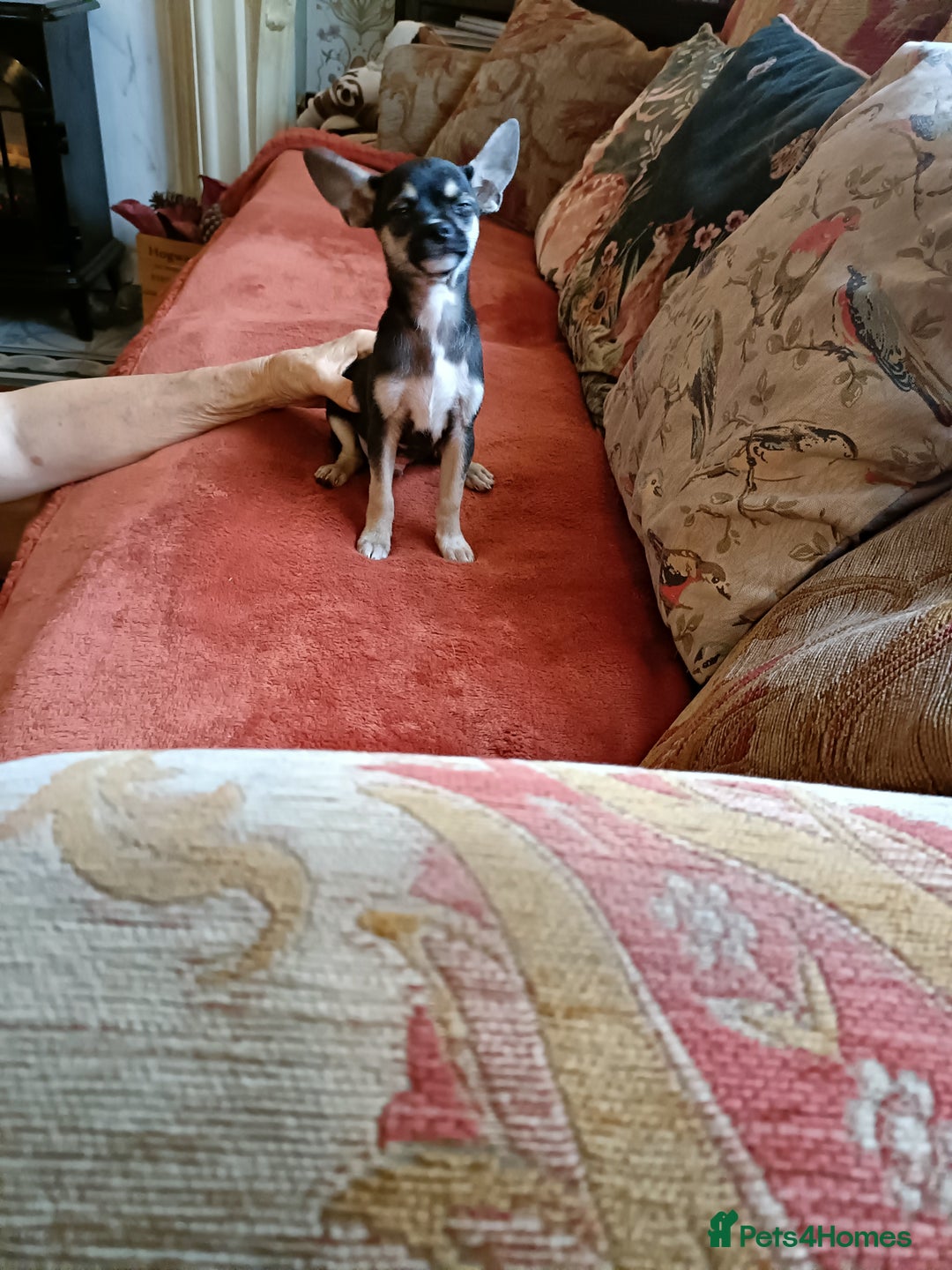 Mixed Breed dogs for sale: Stu 3/4 Chihuahua x Italian greyhound puppies - Advert 2