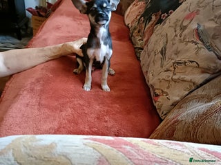 Mixed Breed dogs 1 left 3/4 Chihuahua x Italian greyhound puppies - Advert 15