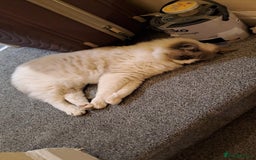 Ragdoll cats for sale: Simba neutered ragdoll  - Image 9