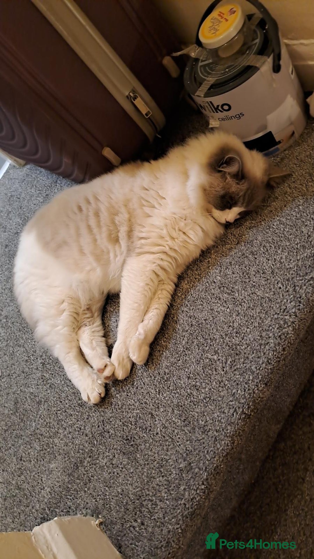 Ragdoll cats for sale: Simba neutered ragdoll  - Image 9