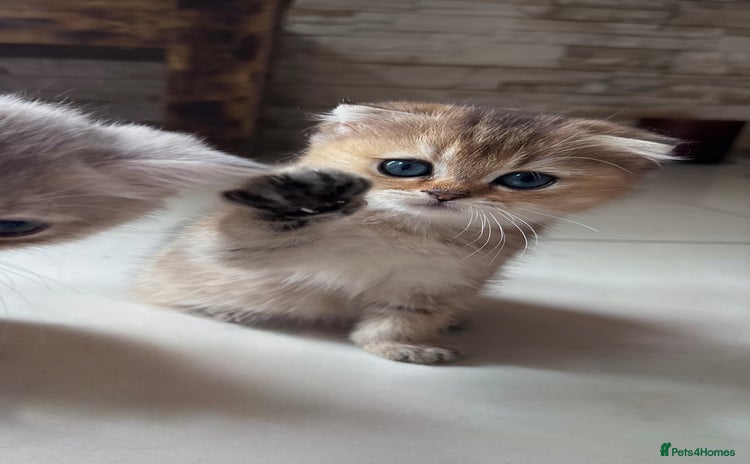 Scottish Fold cats - Advert 1