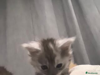 Maine Coon cats kittens Main Coon - Advert 2