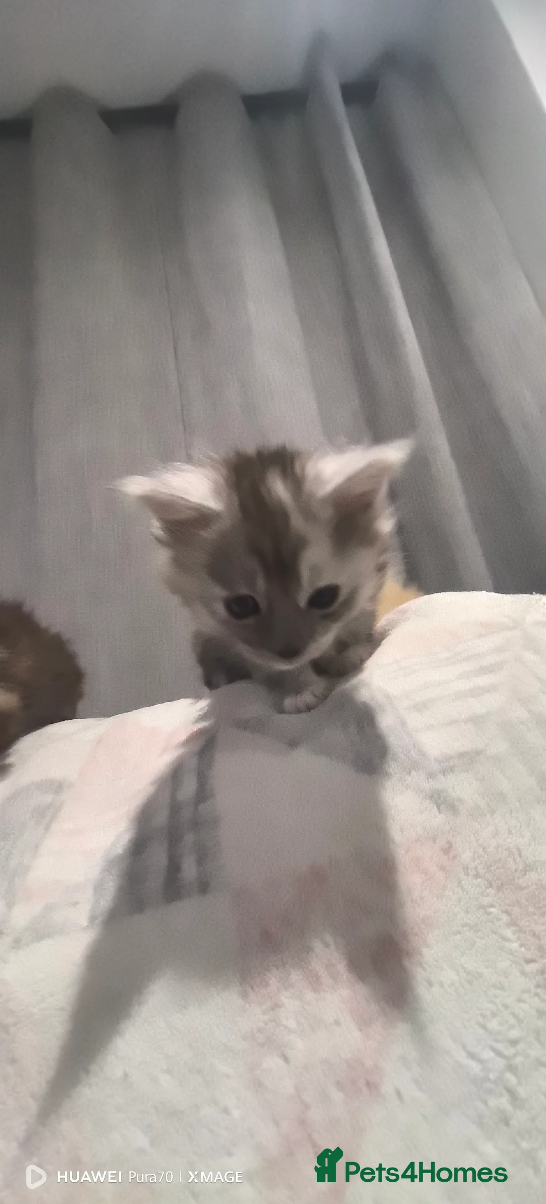 Maine Coon cats for sale: kittens Main Coon - Advert 1