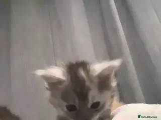 Maine Coon cats kittens Main Coon - Advert 5