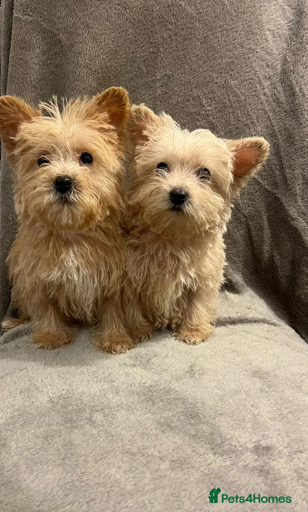 Westiepoo dogs for sale: Westiepoo puppies hypoallergenic  - Advert 4