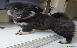 Eurasier dogs for sale: Eurasier Puppies KC Registered in Northampton - Image 12
